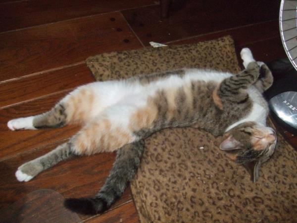/Images/uploads/Animal Control  Welfare Project/PrettiestPetContest/entries/6166thumb.jpg
